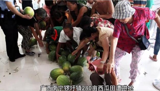 村民哄抢承包地土豆,村民承包地哄抢花生